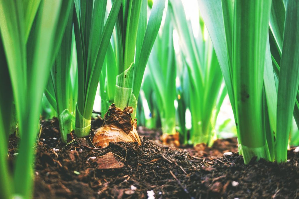 How to Plant Spring Bulbs to Maximize Curb Appeal Bulb Field Toronto, Canada Maarten Van Den Heuvel #PlantSpringBulbs #Gardening #CurbAppeal #DIY #MaximizeCurbAppeal #MaartenVanDenHeuvel #SpringBulbs #SpringBloomingBulbs #SpringFloweringBulbs