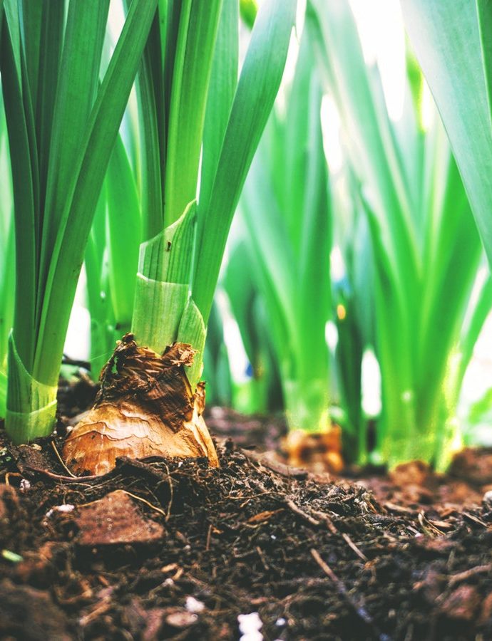 6 Essential Tools for Planting Spring Bulbs