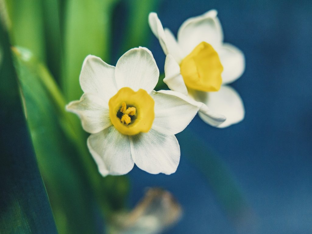 How to Plant Spring Bulbs to Maximize Curb Appeal Daffodils Photo Anita Sue #AnitaSue #CurbAppeal #SpringFlowers #SpringBulbs #PlantSpringBulbs #FallisForPlanting #Daffodils #SpringFloweringBulbs #SpringBloomingBulbs 