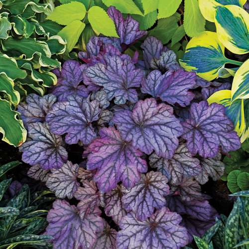 Ultimate Resource Guide to Gardening with Toxic Black Walnut Trees Dolce Blackberry Ice Heuchera Or Coral Bell #Heuchera #CoralBell #BlackWalnutTrees #JugloneTolerant