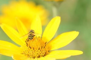 How to Create a Wildlife Sanctuary With Native Plants Early Sunflower Pollinator Or Heliopsis Helianthoides #EarlySunflower #NativePlants #Gardening #Garden #Landscape #SunLoving #Wildlife #WildlifeSanctuary #Pollinators #BeneficialPollinators #BeeFriendly