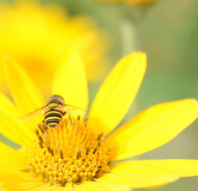 How to Create a Wildlife Sanctuary With Native Plants