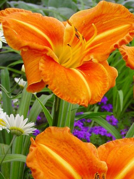 Ultimate Resource Guide to Gardening with Toxic Black Walnut Trees Hemerocallis Tuscawilla Tigress or Daylily #Daylily #Hemerocallis #TuscawillaTigressDaylily #Gardening #JugloneTolerant