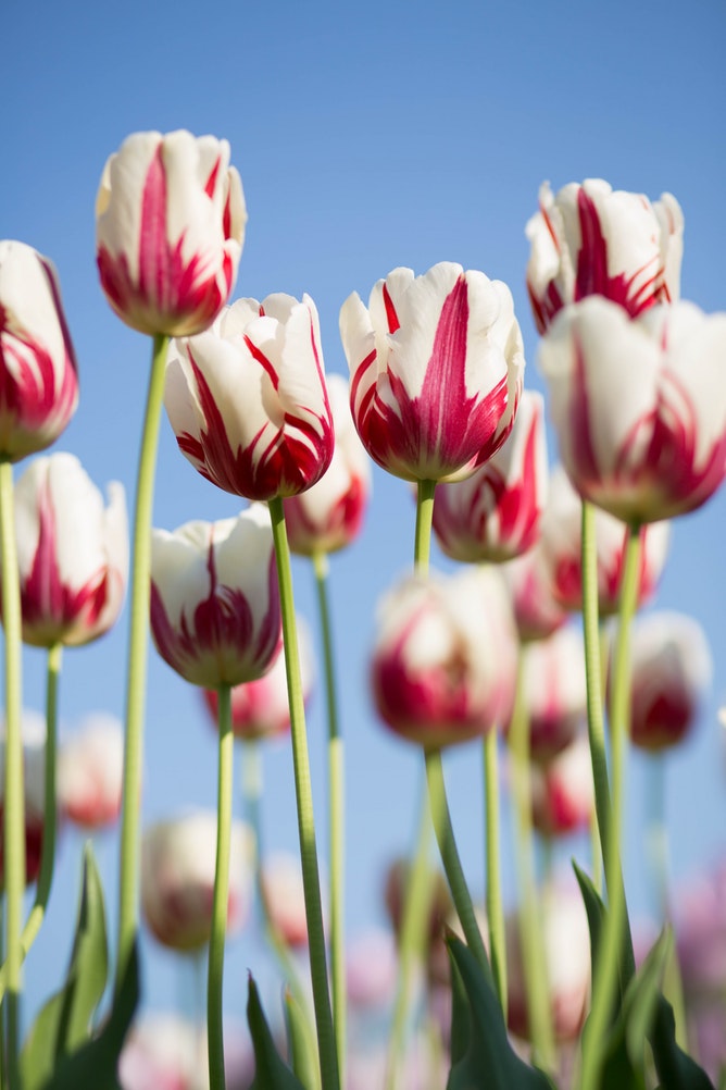 How to Plant Spring Bulbs to Maximize Curb Appeal Kyoto Botanical Garden, Kyoto, Japan Kwang Mathurosemontri #PlantSpringBulbs #SpringFlowers #Tulips #Spring #Gardening #HowTo #WelcomeSpring #HelloSpring 