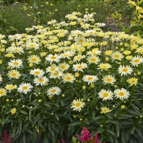 Ultimate Resource Guide to Gardening with Toxic Black Walnut Trees Leucanthemum Banana Cream Or Shasta Daisy