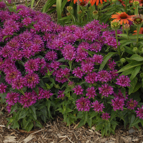 Ultimate Resource Guide to Gardening with Toxic Black Walnut Trees Monarda Pardon My Purple Bee Balm, Proven Winners #Monarda #PardonMyPurple #BeeBalm #Gardening #BlackWalnutTrees #JugloneTolerant