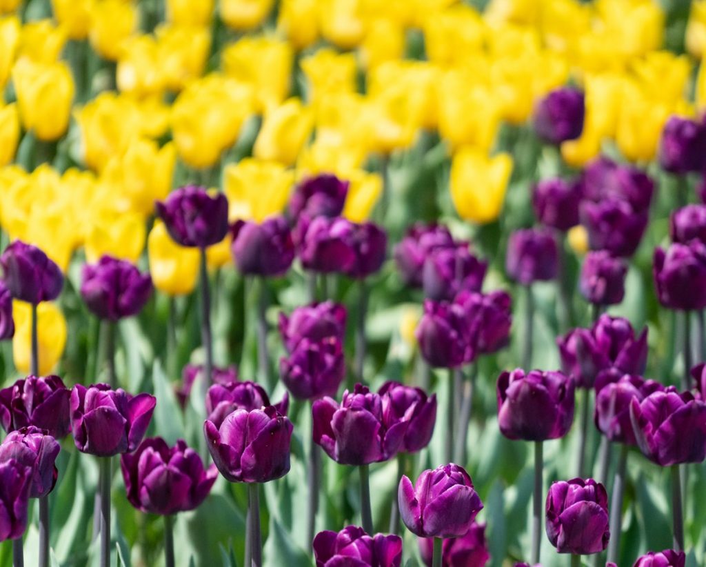 How to Plant Spring Bulbs to Maximize Curb Appeal Royal Botanical Gardens, Burlington, Canada Scott Webb