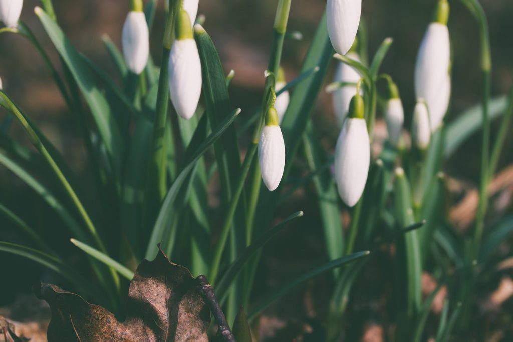 How to Plant Spring Bulbs to Maximize Curb Appeal Snowdrops, Pihtla Parish, Estonia Aliis Sinisalu #PlantSpringBulbs #Gardening #CurbAppeal #SpringFloweringBulbs #SpringBloomingBulbs #DIY #AliisSinisalu #HelloSpring #WelcomeSpring 