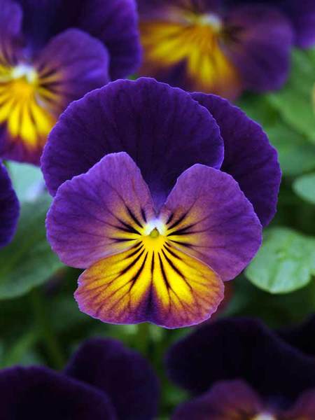 23 Juglone Tolerant Shade Plants Viola Celestial Northern Lights Or Violets #Bloodroot #SanguinariaCanadensis #DeerResistant #ShadeLover #Native #Perennials #Gardening