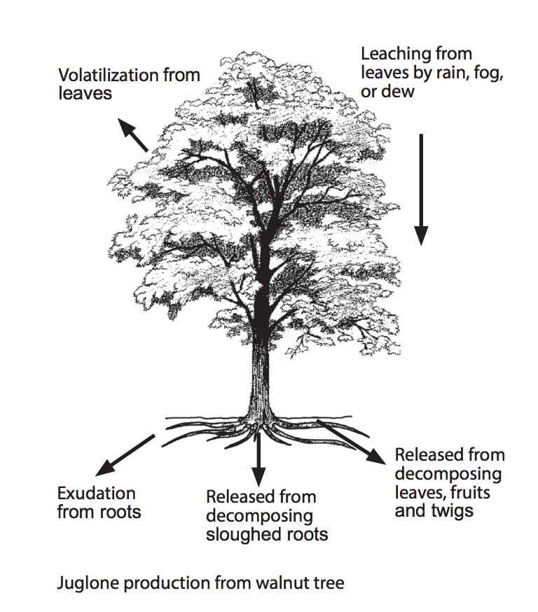 Ultimate Resource Guide to Gardening with Toxic Black Walnut Trees Virginia Tech Diagram Of Black Walnut Tree #BlackWalnutTree #Juglone #JugloneTolerant #Gardening #Garden