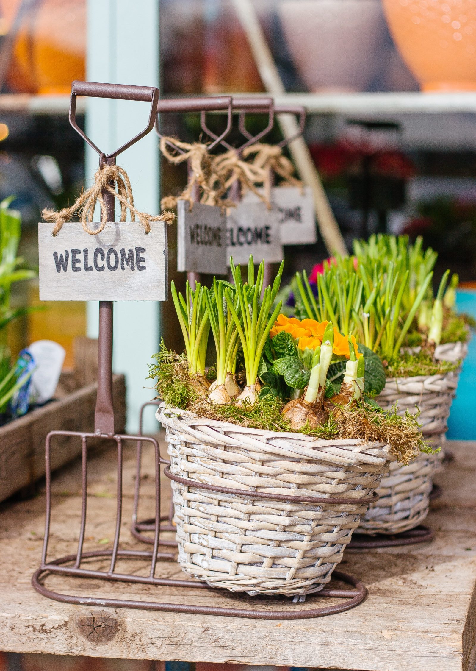 How to Plant Spring Bulbs to Maximize Curb Appeal Welcome Spring Photo By Cathal Mac An Bheatha #SpringBulbs #PlantSpringBulbs #Spring #WelcomeSpring #HelloSpring #CurbAppeal #SpringFlowers