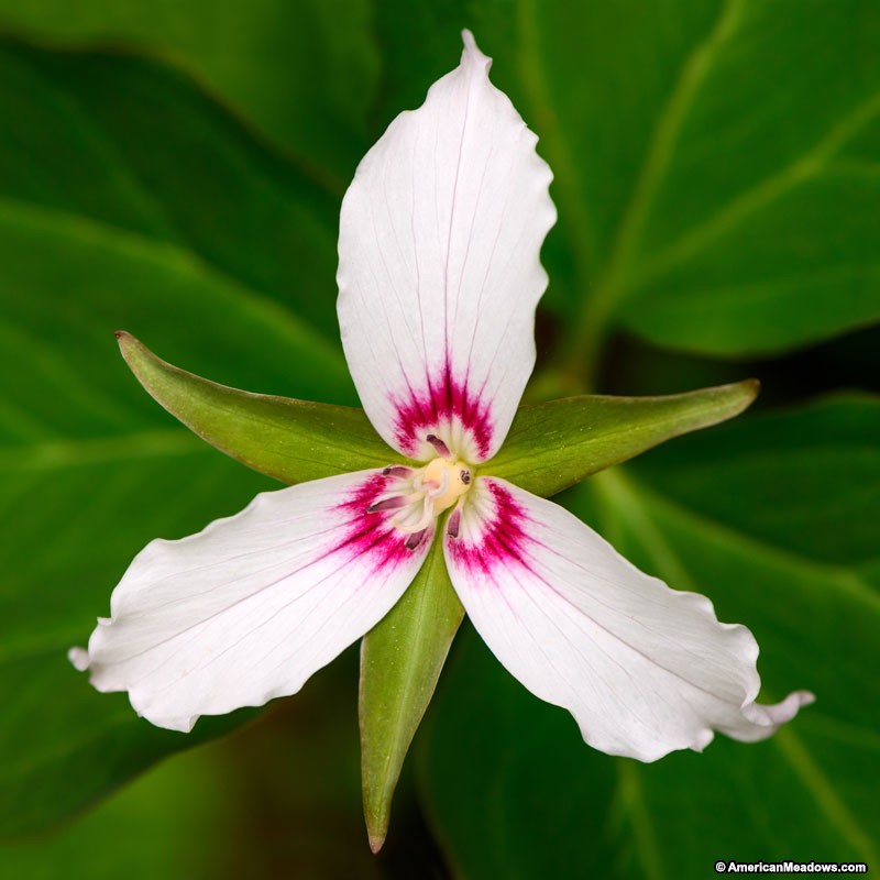 How to Create a Wildlife Sanctuary With Native Plants White Painted Trillium Or Wake Robin #PaintedTrillium #WakeRobin #NativePlants #DeerResistant #RabbitResistant #Gardening #Garden #Landscape #ShadeTolerant #SpringBlooming #RockGarden #Wildlife #WildlifeSanctuary #BeneficialPollinators #NativePlants 