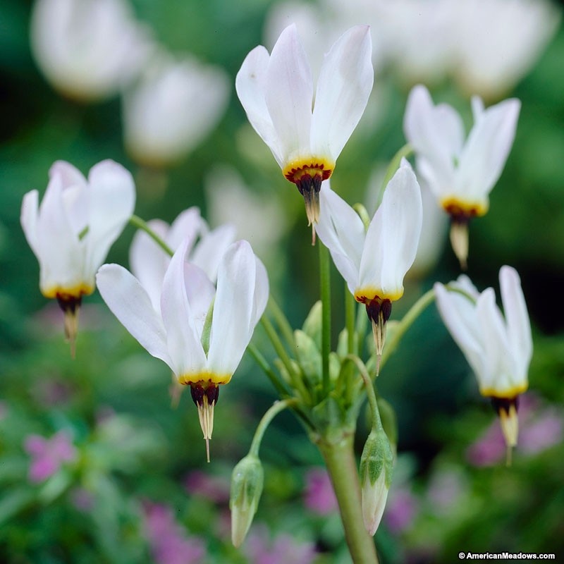 How to Create a Wildlife Sanctuary With Native Plants White Dodecatheon or Shooting Star #ShootingStar #NativePlants #BeeFriendly #Gardening #Garden #Landscape #ShadeTolerant #SpringBlooming #SmallSpaceGardening #Wildlife #WildlifeSanctuary #BeneficialPollinators #NativePlants 