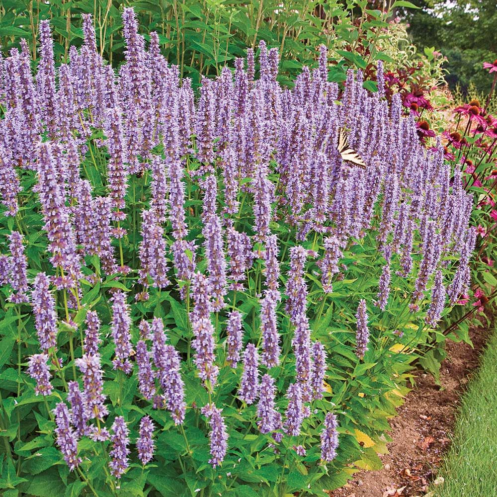 23 Fall Blooming Plants for Pollinators Agastache Blue Fortune Or Hummingbird Mint #Agastache #HummingbirdMint #AgastacheBlueFortune #FallBlooming #BeneficialForPollinators