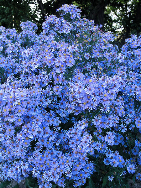 23 Fall Blooming Plants for Pollinators Aster Bluebird Or Michaelmas Daisy #Aster #AsterBluebird #MichaelmasDaisy #FallBlooming #BeneficialForPollinators