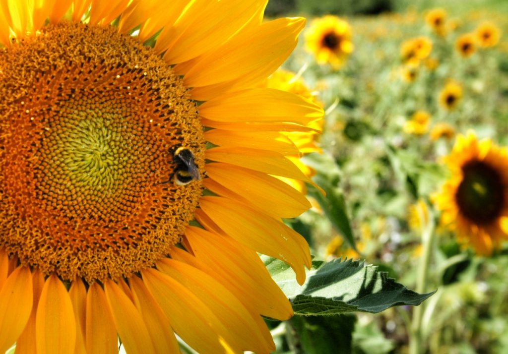 How to Build Habitats for Beneficial Wildlife Bee and Sunflower, Donaueschingen, Germany Morais