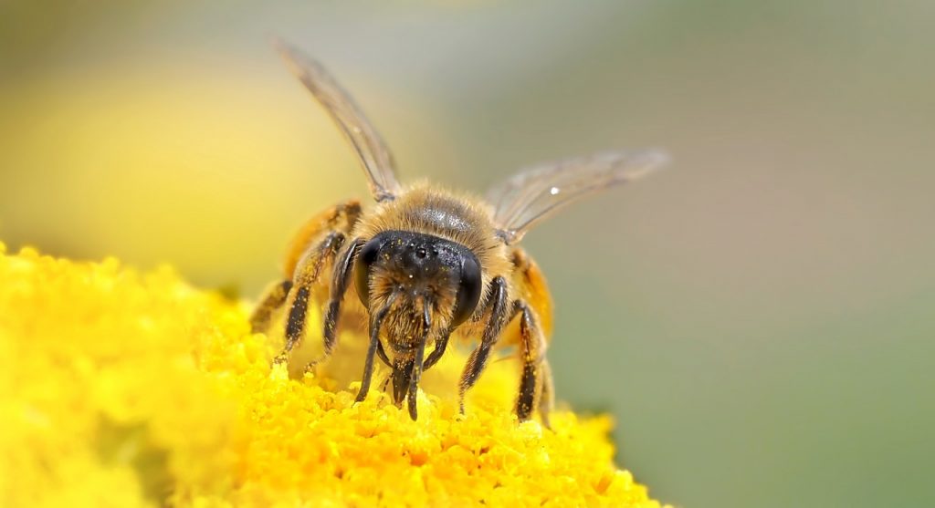 How to Build Bee Hotels for Solitary Bees Bee On Yarrow, Beneficial Pollinators #BeeFriendly #Wildlife #HabitatforWildlife #BeneficialWildlife #SaveTheBees #BeeHotels #HomeForBees #NativePlants #BeneficialPollinators 