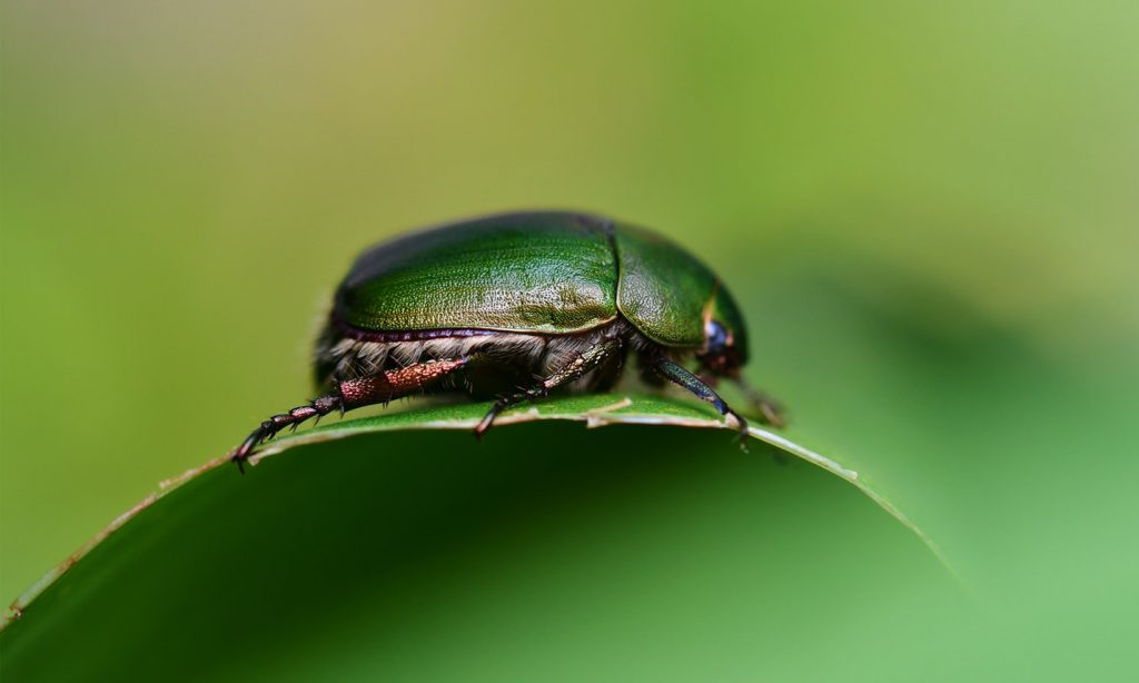 How to Build Habitats for Beneficial Wildlife Beetle On Leaf, Yagawa Greenway, Setagaya Ku, Japan Yuichi Kageyama #Wildlife #HabitatforWildlife #ShelterforWildlife #BeneficialWildlife #BuildHabitatForWildlife #NestBoxes #BugBoxes #BeeHotels #NativePlants #BeneficialPollinators 