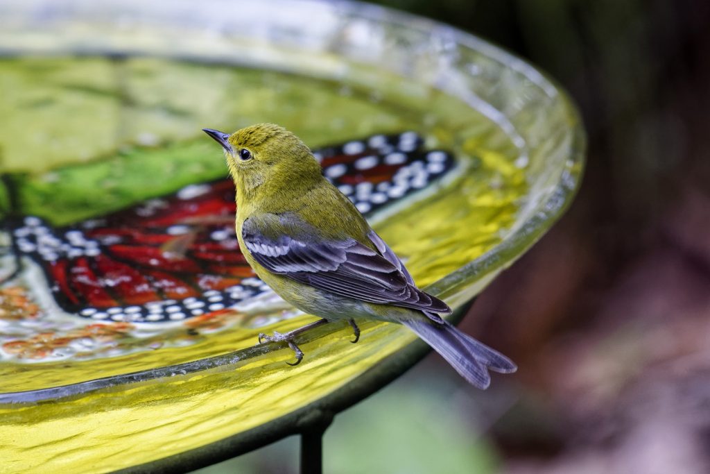 How to Build Habitats for Beneficial Wildlife Bird Drinking From A Birdbath Scott Johnson #Wildlife #HabitatforWildlife #ShelterforWildlife #BeneficialWildlife #BuildHabitatForWildlife #NestBoxes #BugBoxes #BeeHotels #NativePlants #BeneficialPollinators #Birdbath #WaterSource #WaterForWildlife