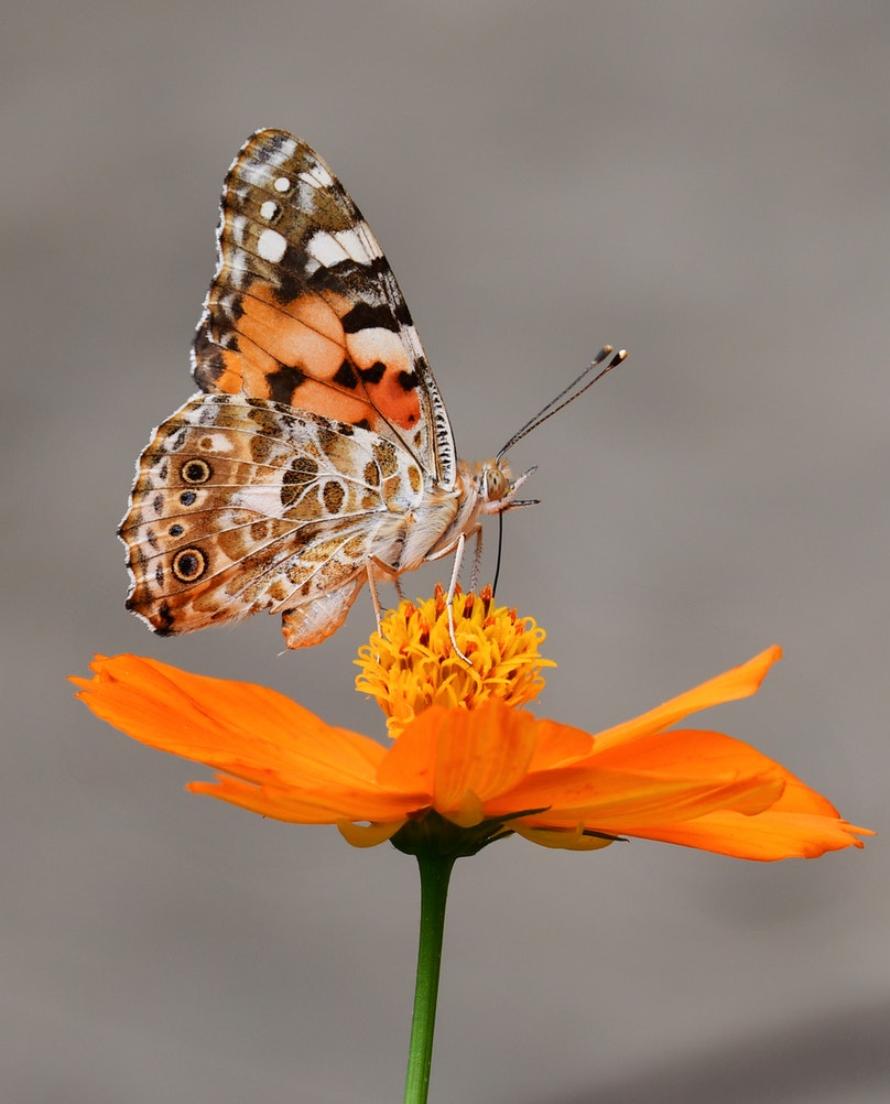 How to Build Habitats for Beneficial Wildlife Butterfly and Orange Blossom, Seta, Setagaya, Japan Yuichi Kageyama #Wildlife #HabitatforWildlife #ShelterforWildlife #BeneficialWildlife #BuildHabitatForWildlife #NestBoxes #BugBoxes #BeeHotels #NativePlants #BeneficialPollinators 