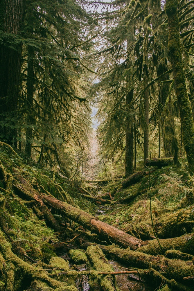 How to Build Habitats for Beneficial Wildlife Cougar Hot Springs Trail, Oregon US photo Tuce #CougarHotSpringsTrail #Wildlife #HabitatforWildlife #ShelterforWildlife #BeneficialWildlife #BuildHabitatForWildlife #NestBoxes #BugBoxes #BeeHotels #NativePlants #BeneficialPollinators 