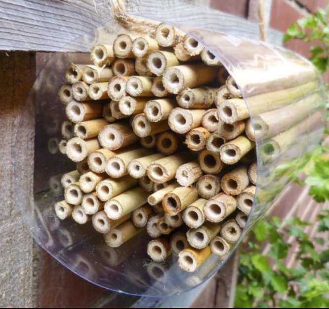 How to Build Bee Hotels for Solitary Bees Friends Of The Earth, Build A Bee Hotel #Wildlife #HabitatforWildlife #BeneficialWildlife #SaveTheBees #BeeHotels #HomeForBees #NativePlants #BeneficialPollinators #BeeFriendly