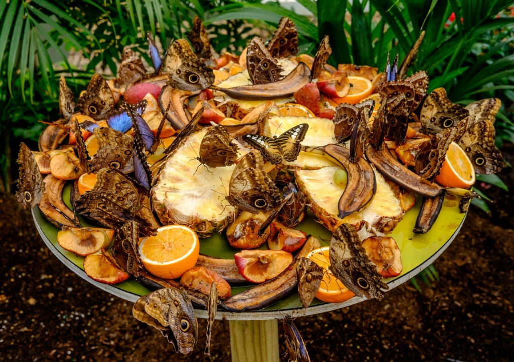 How to Build Habitats for Beneficial Wildlife Fruits On Table Top Natural History Museum, London, UK Kevin Grieve #NaturalHistoryMuseum #London #Wildlife #HabitatforWildlife #ShelterforWildlife #BeneficialWildlife #BuildHabitatForWildlife #NestBoxes #BugBoxes #BeeHotels #NativePlants #BeneficialPollinators 