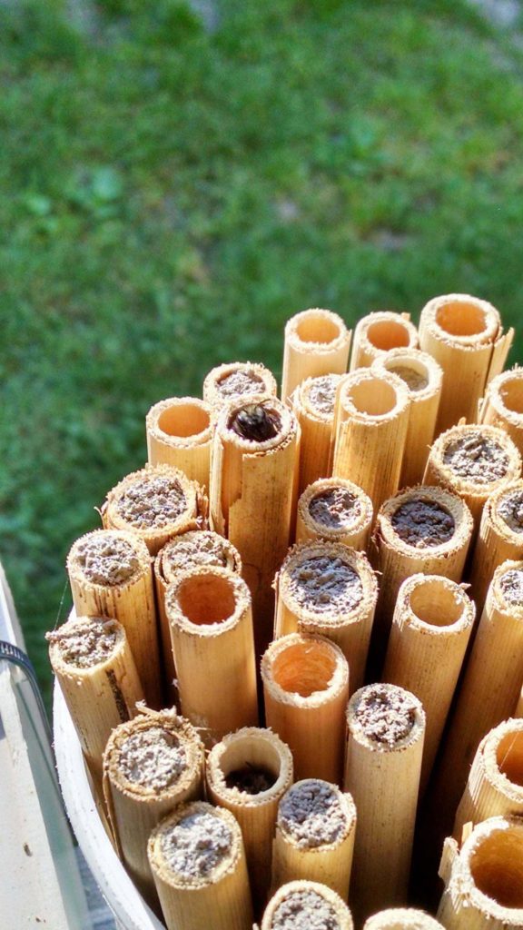 How to Build Bee Hotels for Solitary Bees Hole Nesting Bees #Wildlife #HabitatforWildlife #BeneficialWildlife #SaveTheBees #BeeHotels #HomeForBees #NativePlants #BeneficialPollinators 