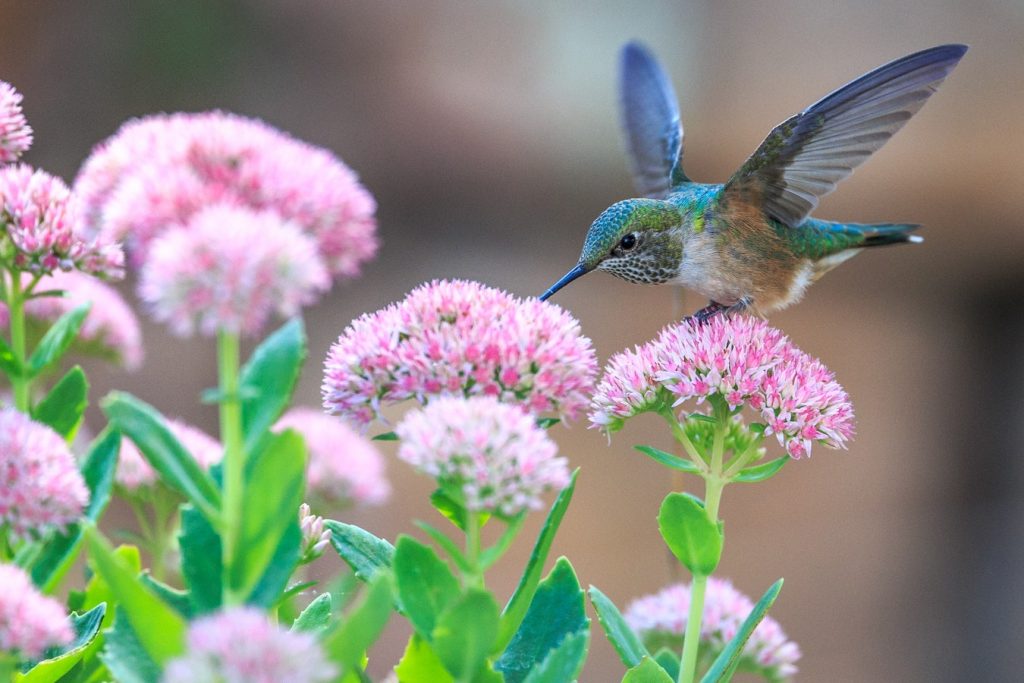 How to Build Habitats for Beneficial Wildlife Hummingbird Drinking Nectar Andrea Reiman #Wildlife #HabitatforWildlife #ShelterforWildlife #BeneficialWildlife #BuildHabitatForWildlife #NestBoxes #BugBoxes #BeeHotels #NativePlants #BeneficialPollinators #Hummingbirds