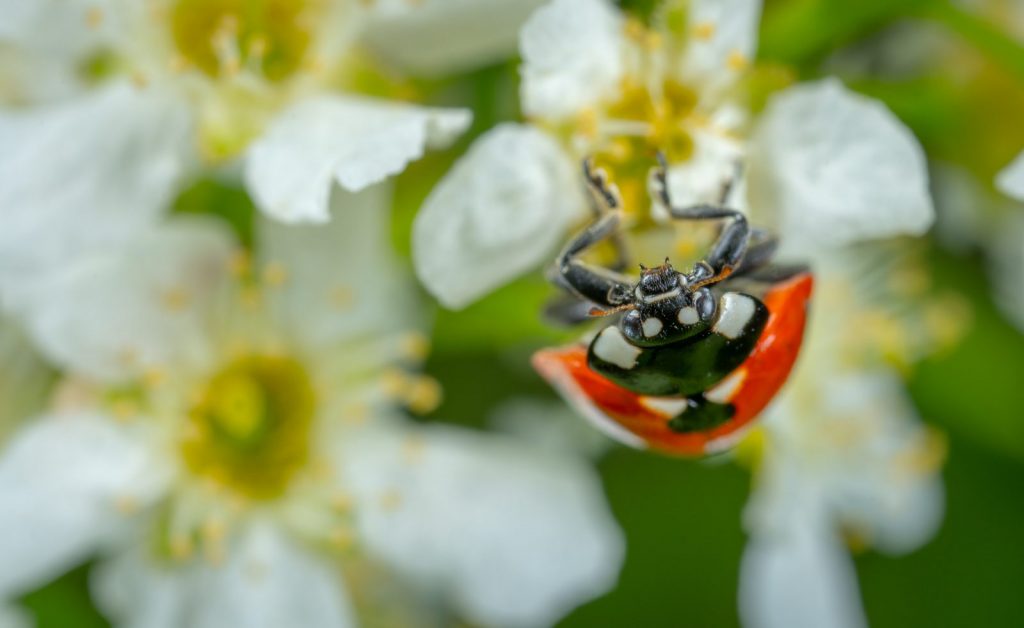 How to Build Habitats for Beneficial Wildlife Lady Bug Photo Erop KameReB #LadyBugs #LadyBirds #Wildlife #HabitatforWildlife #ShelterforWildlife #BeneficialWildlife #BuildHabitatForWildlife #NestBoxes #BugBoxes #BeeHotels #NativePlants #BeneficialPollinators 