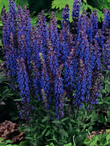 23 Fall Blooming Plants for Pollinators Salvia New Dimension Blue Or Meadow Sage #Salvia #SalviaNewDimensionBlue #MeadowSage #FallBlooming #BeneficialForPollinators