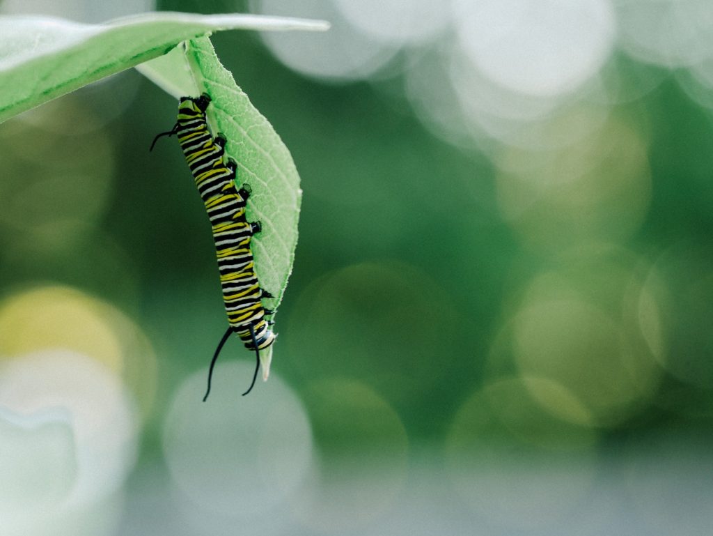 How to Build Habitats for Beneficial Wildlife Tiger Caterpillar Under Leaf Aaron Burden #Wildlife #HabitatforWildlife #ShelterforWildlife #BeneficialWildlife #BuildHabitatForWildlife #NestBoxes #BugBoxes #BeeHotels #NativePlants #BeneficialPollinators 