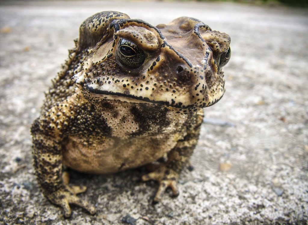 How to Build Habitats for Beneficial Wildlife Toad Resting #Wildlife #HabitatforWildlife #ShelterforWildlife #BeneficialWildlife #BuildHabitatForWildlife #NestBoxes #BugBoxes #BeeHotels #NativePlants #BeneficialPollinators 