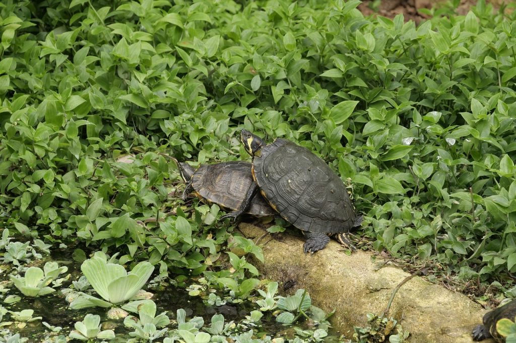 How to Build Habitats for Beneficial Wildlife Tortoise Resting #Wildlife #HabitatforWildlife #ShelterforWildlife #BeneficialWildlife #BuildHabitatForWildlife #NestBoxes #BugBoxes #BeeHotels #NativePlants #BeneficialPollinators 