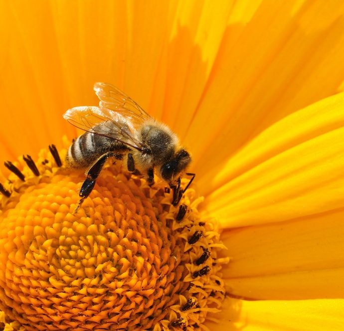 15 Bee Friendly Perennials to Make Your Garden Buzz