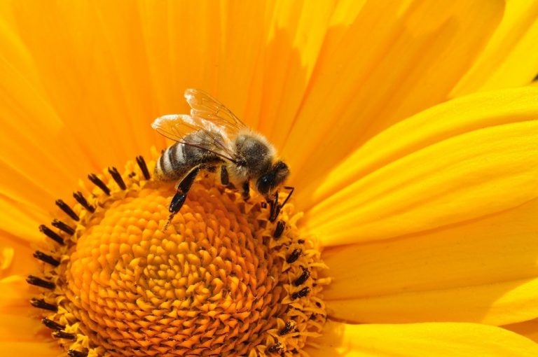 15 Bee Friendly Perennials to Make Your Garden Buzz Bee On Sunflower #Perennials #Garden #Gardening #Landscape #BeeFriendly #Bees #Pollinators #GardenPollinators #BeeFriendlyGarden #GardenBees