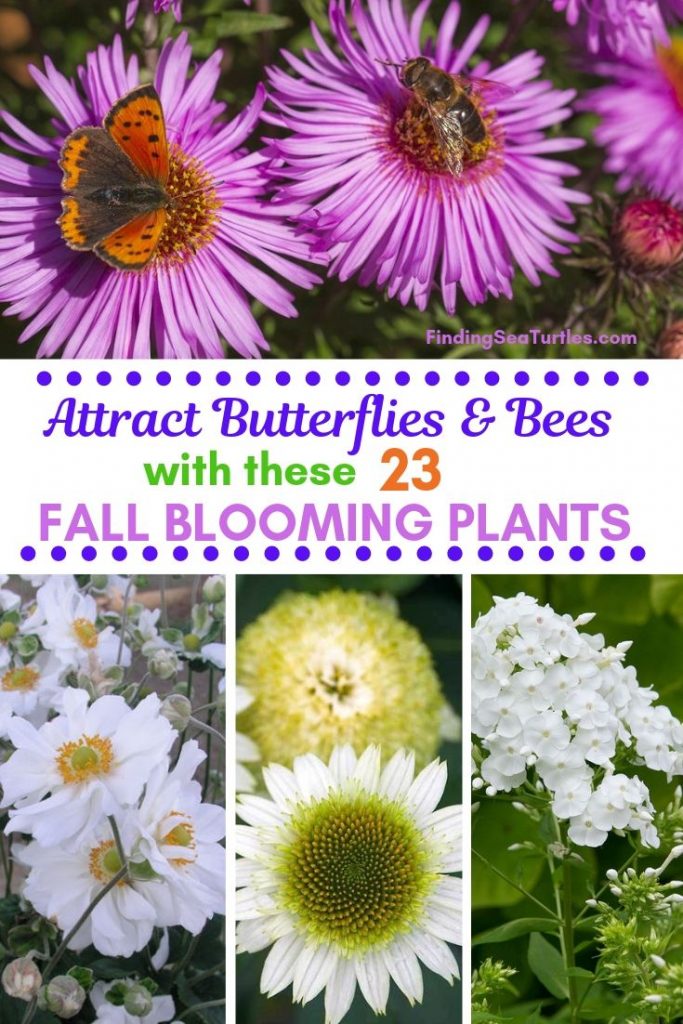 23 Fall Blooming Plants for Pollinators