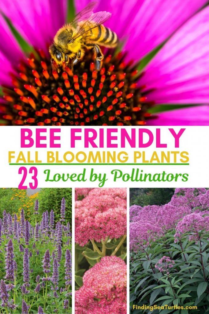 23 Fall Blooming Plants for Pollinators