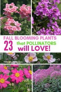 23 Fall Blooming Plants for Pollinators