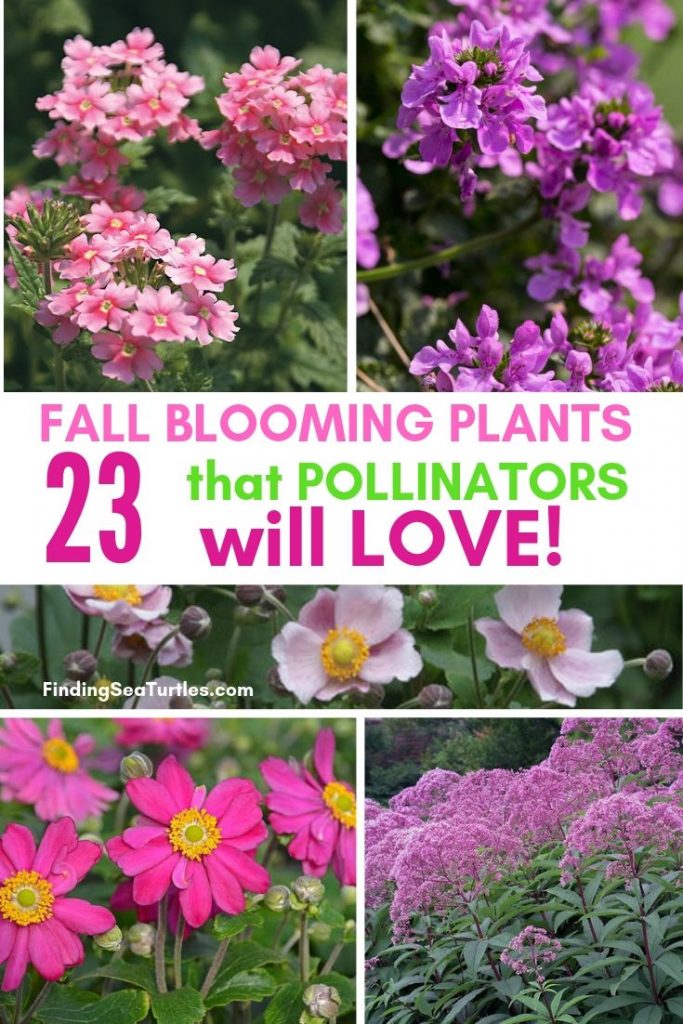 23 Fall Blooming Plants for Pollinators