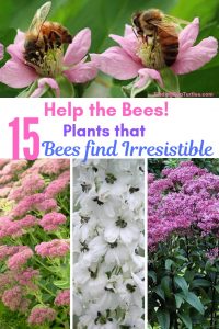 15 Bee Friendly Perennials to Make Your Garden Buzz