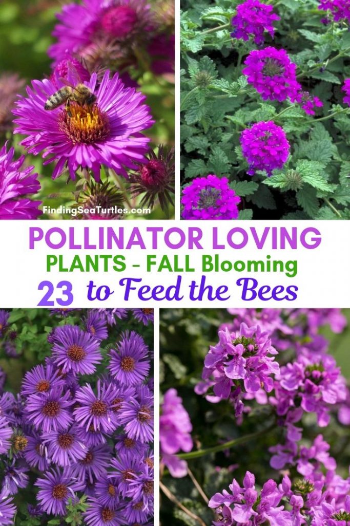 23 Fall Blooming Plants for Pollinators