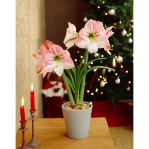 18 Amaryllis Christmas Gifts For Giving Apple Blossom Amaryllis #Gifts #Gardening #GardeningGifts #GardenersGifts #GardenFlowers #Amaryllis #Christmas