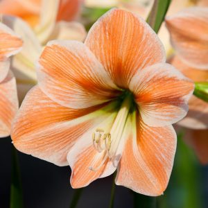 18 Amaryllis Christmas Gifts For Giving Apricot Parfait Amaryllis #Gifts #Gardening #GardeningGifts #GardenersGifts #GardenFlowers #Amaryllis #Christmas