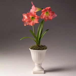 18 Amaryllis Christmas Gifts For Giving Belladonna Amaryllis In Mini Urn Pot #Gifts #Gardening #GardeningGifts #GardenersGifts #GardenFlowers #Amaryllis #Christmas