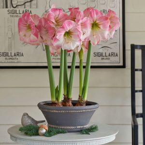 18 Amaryllis Christmas Gifts For Giving Caprice Amaryllis #Gifts #Gardening #GardeningGifts #GardenersGifts #GardenFlowers #Amaryllis #Christmas