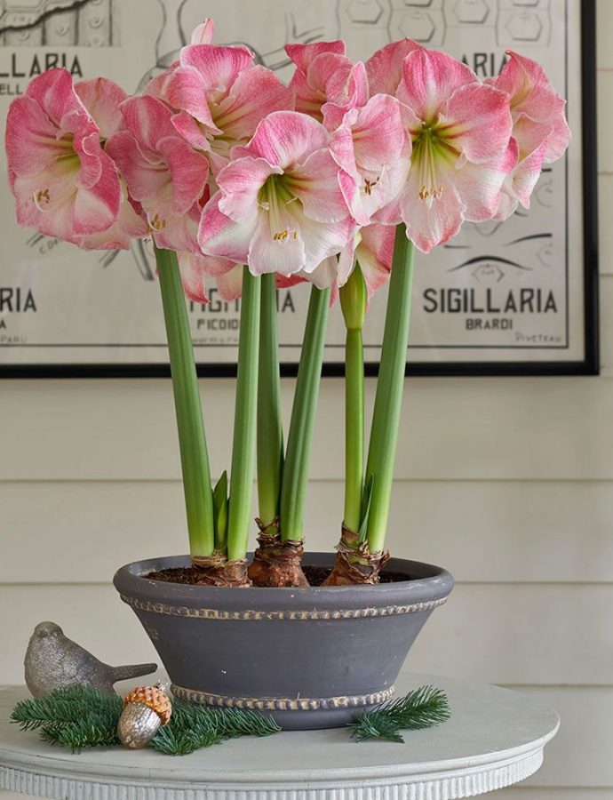 18 Amaryllis Christmas Gifts For Giving