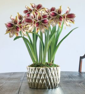 18 Amaryllis Christmas Gifts For Giving Christmas Love Amaryllis #Gifts #Gardening #GardeningGifts #GardenersGifts #GardenFlowers #Amaryllis #Christmas