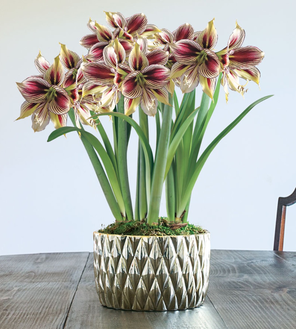 18 Amaryllis Christmas Gifts For Giving