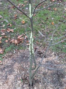 How to Protect Trees From Deer Rub Dogwood #BuckRub #AntlerRub #DeerRub #DeerDamage #TreeTrunkDamage #ProtectTrees #TreeDamage #TreeWrap